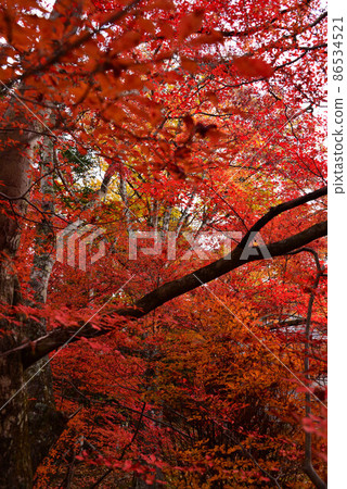 Autumn leaves of Karuizawa Yunoya pond 86534521