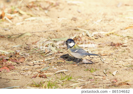 橋瀬沼環境親友公園 Shijukara 86534682
