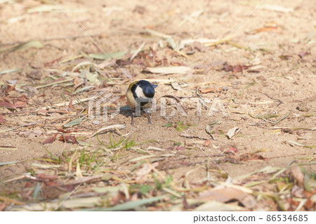 Hashienuma Environmental Fureai Park Shijukara 86534685