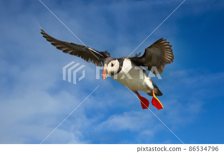 Close up of an Atlantic puffin in flight 86534796