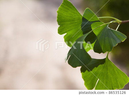 Close up of green leaves in sunlight, copy speace. 86535126