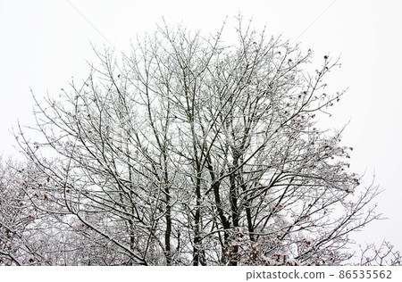 Snow at tree branches on winter sky background. 86535562