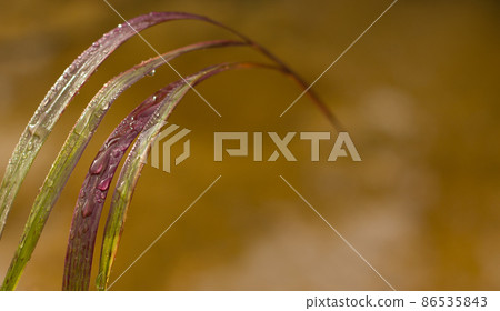 Blades of grass, drops of water - copyspace, banners. 86535843