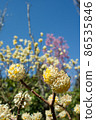 Mitsumata in full bloom 86535846