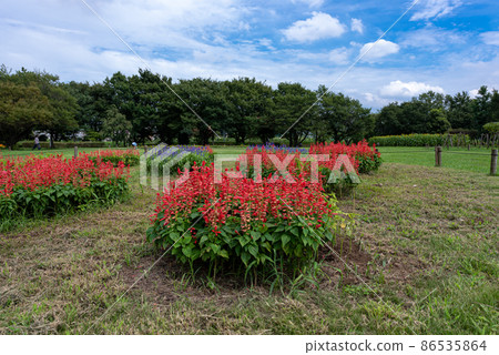 大宮大山公園(埼玉市) 大宮大山公園(埼玉市) 86535864