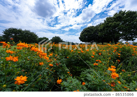 大宮大山公園(埼玉市) 大宮大山公園(埼玉市) 86535866