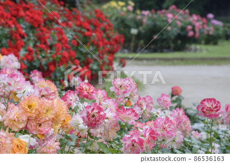 華麗的玫瑰花壇 大町自然觀察園 玫瑰園 千葉縣市川市 華麗的玫瑰花壇 大町自然觀察園 玫瑰園 千葉縣市川市 86536163