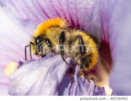 A bumble-bee collecting pollen in a violet flower. A humble-bee working on a garden flower. 86536462