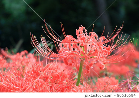 Higambunna梨 Higambunna梨 86536594