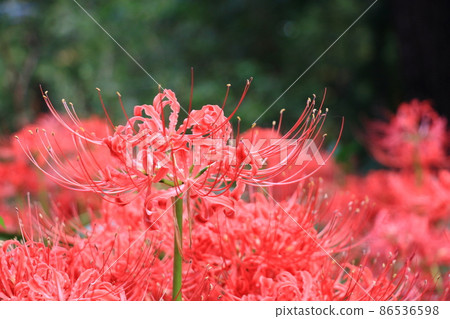 Higambunna梨 Higambunna梨 86536598