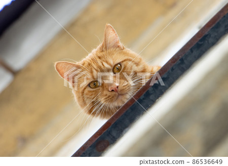 A ginger cat sits at open window and looks to the camera. A ginger cat sits at open window and looks to the camera. 86536649