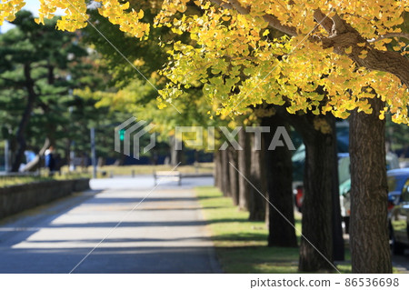 Golden ginkgo leaves, yellow leaves, roadside trees 86536698