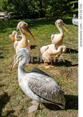 The Dalmatian pelican (Pelecanus crispus) and The great white pelican (Pelecanus onocrotalus). 86536700