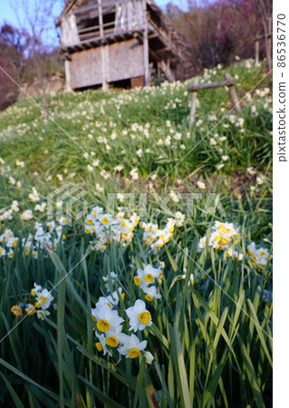 Narcissus blooming landscape 86536770