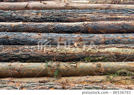 Tree trunks with bark on a pile. Wooden logs lie on top of each other. Tree trunks with bark on a pile. Wooden logs lie on top of each other. 86536783