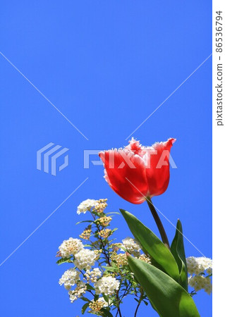 Red tulips and white kodemari flowers 86536794