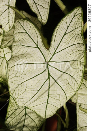 Caladium Caladium leaf bulbous plant Caladium Caladium leaf bulbous plant 86536897