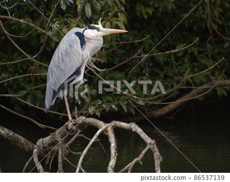 野鳥(福岡縣糸島市的灰鷺) 野鳥(福岡縣糸島市的灰鷺) 86537139