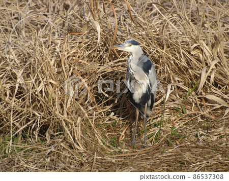 野鳥(福岡縣糸島市的灰鷺) 野鳥(福岡縣糸島市的灰鷺) 86537308