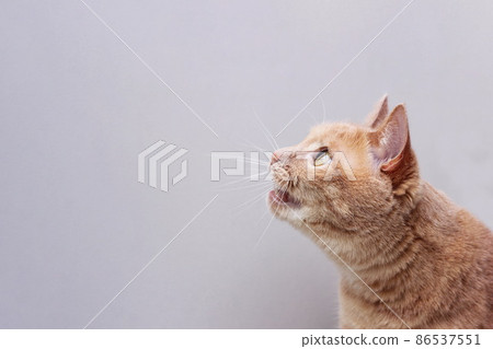 A red cat with an open mouth looking up. A red cat with an open mouth looking up. 86537551