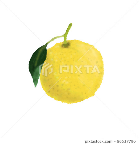 Illustration of watercolor Yuzu Illustration of watercolor Yuzu 86537790