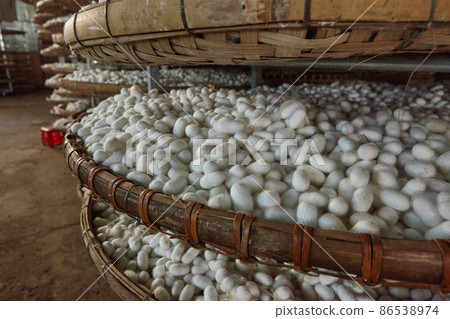 Silkworm cocoons on small silk factory. Silkworm cocoons on small silk factory. 86538974