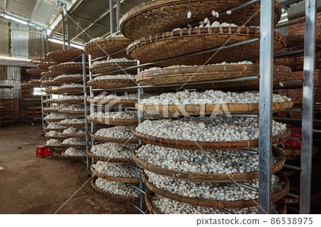 Silkworm cocoons on small silk factory. Silkworm cocoons on small silk factory. 86538975