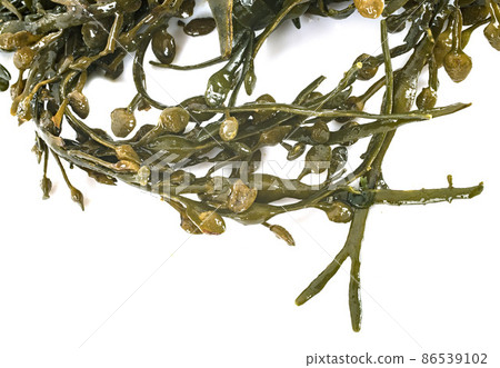 Fucus vesiculosus in studio 86539102