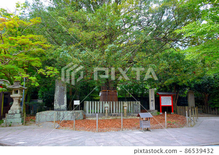 Kumano Hayatama Taisha Shrine, a thousand-year-old Nagi tree standing in the precincts that is said to be a symbol of Kumano Gongen, Kumanosanzan, Wakayama (2) 86539432