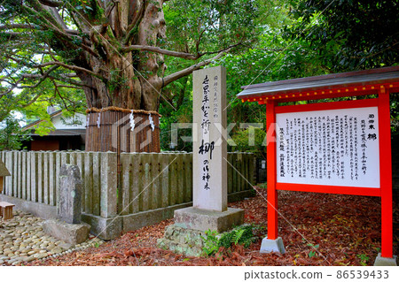 Kumano Hayatama Taisha Shrine, a thousand-year-old Nagi tree standing in the precincts that is said to be a symbol of Kumano Gongen, Kumanosanzan, Wakayama (3) 86539433