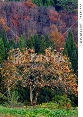 Persimmon tree Satoyama Persimmon oyster Autumn fruit Fruit Persimmon tree Satoyama Persimmon oyster Autumn fruit Fruit 86539772