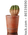 Cactus in a clay pot Isolated on white background 86539890