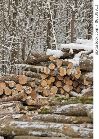 Freshly Harvested Timber from a Logging Operation Piled by the Forest in Winter 86539913