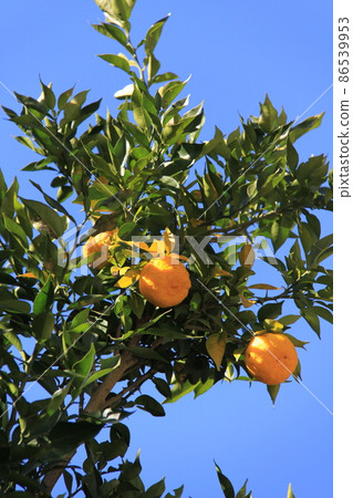 Ripe Yuzu Photo location: Akiyama (Uenohara City, Yamanashi Prefecture) Ripe Yuzu Photo location: Akiyama (Uenohara City, Yamanashi Prefecture) 86539953