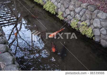 57 famous springs in Tokyo, Rokugo irrigation canal where carp swim, Ota-ku, Tokyo 86539986