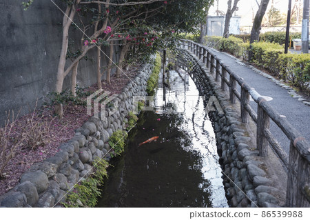 57 famous springs in Tokyo, Rokugo irrigation canal where carp swim, Ota-ku, Tokyo 86539988