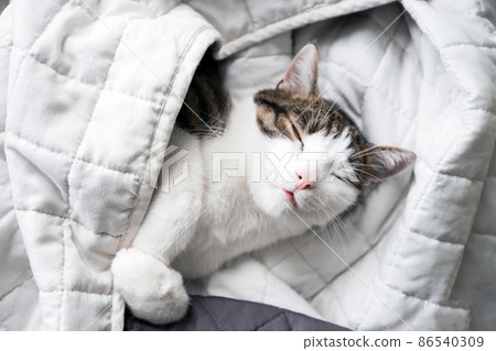 Cute White with gray cat lies in bed at home, house comfort concept, indoor. Cope space. Adopt cat 86540309