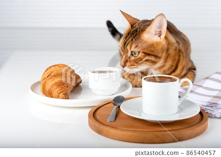 Turkish coffee, croissant and bengal cat indoors. 86540457
