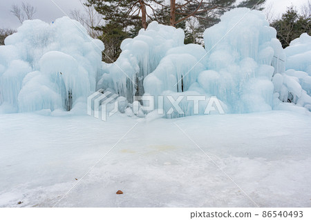 樹上的霧凇（西湖野鳥森林公園） 86540493