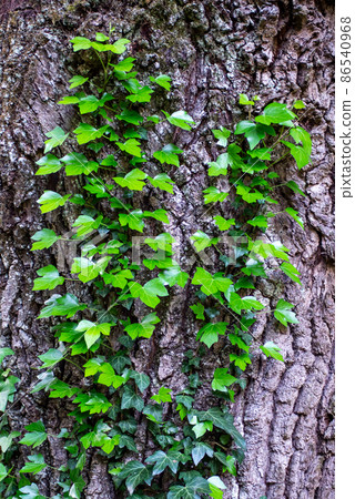 Young stems of creeper ivy (Hedera helix, European ivy). young leaves of evergreen creeper, vertical background of tree bark texture, close-up shot of green vine. Young stems of creeper ivy (Hedera helix, European ivy). young leaves of evergreen creeper, vertical background of tree bark texture, close-up shot of green vine. 86540968
