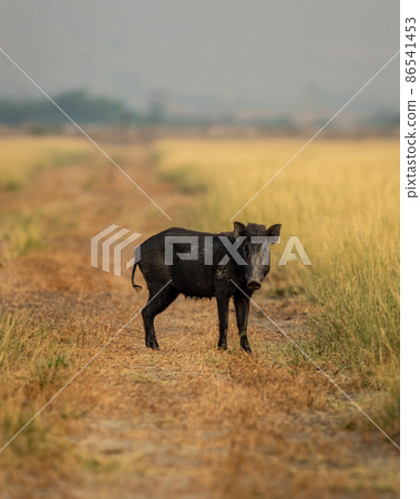Indian boar or Andamanese or Moupin pig or wild boar closeup or portrait at tal chhapar sanctuary rajasthan india - Sus scrofa cristatus 86541453