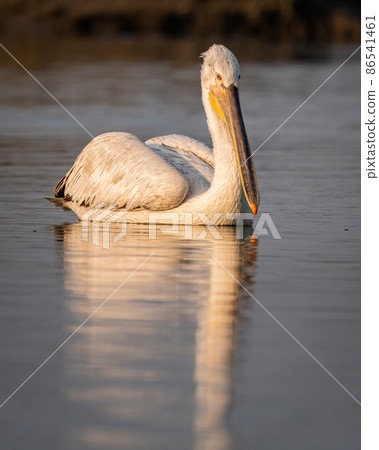 dalmatian pelican or pelecanus crispus world largest freshwater bird portrait with reflection in water during winter migration at keoladeo national park bharatpur bird sanctuary rajasthan india 86541461