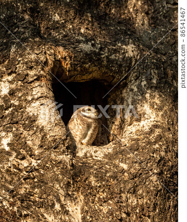 spotted owlet or Athene brama perched in hollow tree at jim corbett national park or forest reserve uttarakhand india 86541467