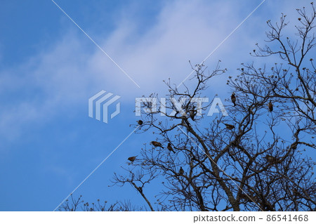 一棵大樹的風景,白色的堅果在冬天枯萎,藍天,白雲,許多燕雀棲息在樹枝上。 一棵大樹的風景,白色的堅果在冬天枯萎,藍天,白雲,許多燕雀棲息在樹枝上。 86541468