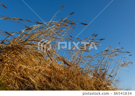 Beautiful morning scenery of Maejima in Setouchi City, Okayama Prefecture, Japan Beautiful morning scenery of Maejima in Setouchi City, Okayama Prefecture, Japan 86541634