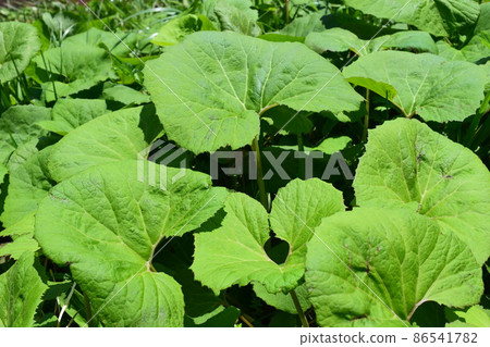 Japanese butterbur that grows naturally 86541782