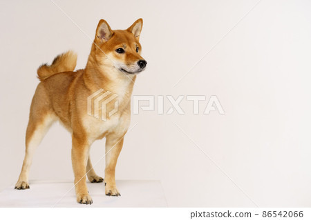 Purebred akita inu puppy posing on light background. Shiba inu is a red-haired Purebred akita inu puppy posing on light background. Shiba inu is a red-haired 86542066