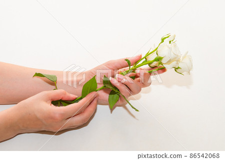 Beauty woman hands with white rose flowers on table. Natural cosmetic product Beauty woman hands with white rose flowers on table. Natural cosmetic product 86542068