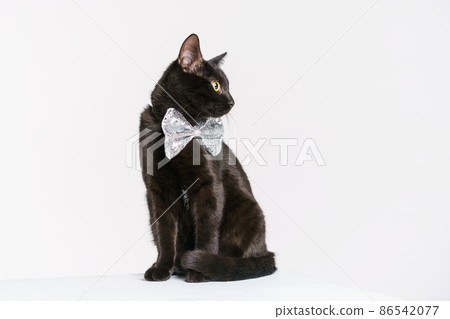 Black cat. Black cat with a silver butterfly on the neck on a white background Black cat. Black cat with a silver butterfly on the neck on a white background 86542077