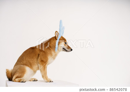 Shiba inu dog sits red on a light background with blue rabbit ears. A dog Shiba inu dog sits red on a light background with blue rabbit ears. A dog 86542078